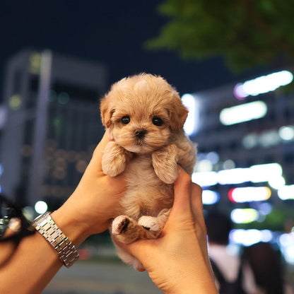Maltipoo - Bonggu (Male)