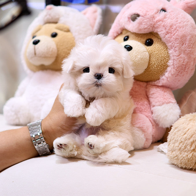 Teacup Maltese male puppy available at Cute Ptiga