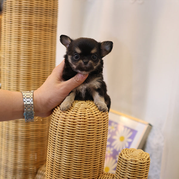 Chihuahua - Chichi (Female)