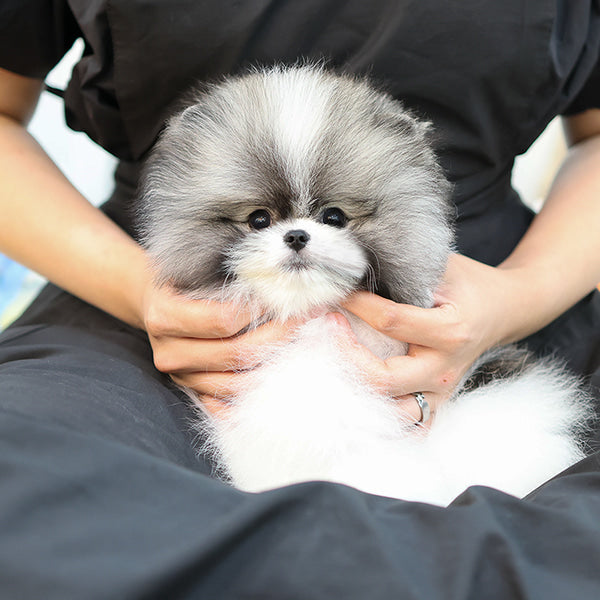 Pomeranian - Smile (Female)