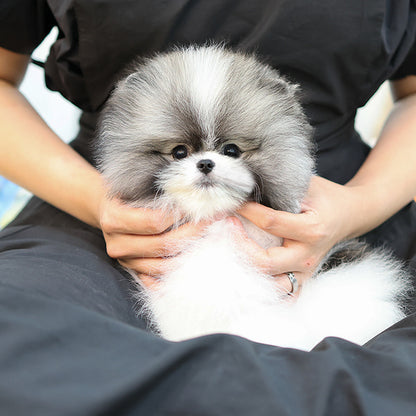 Pomeranian - Smile (Female)