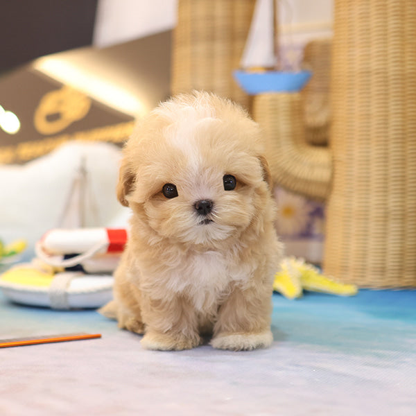 Maltipoo - Chyabi (Male)