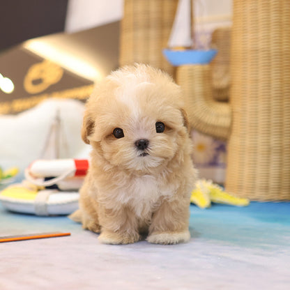 Maltipoo - Chyabi (Male)