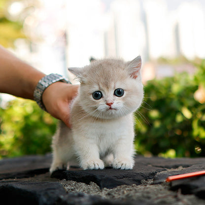 Munchkin - Jindaeng (Female)