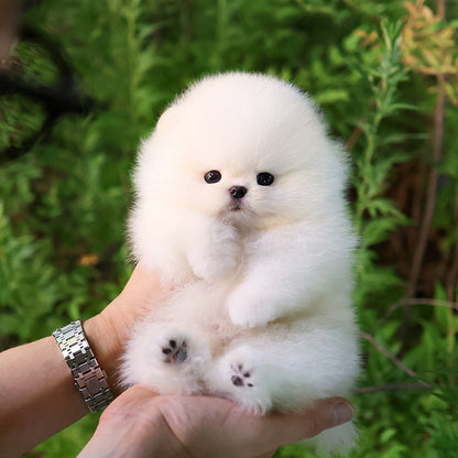 Pomeranian - Deurim (Male)