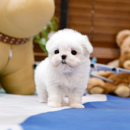 Maltese - Jjinggu (Female)