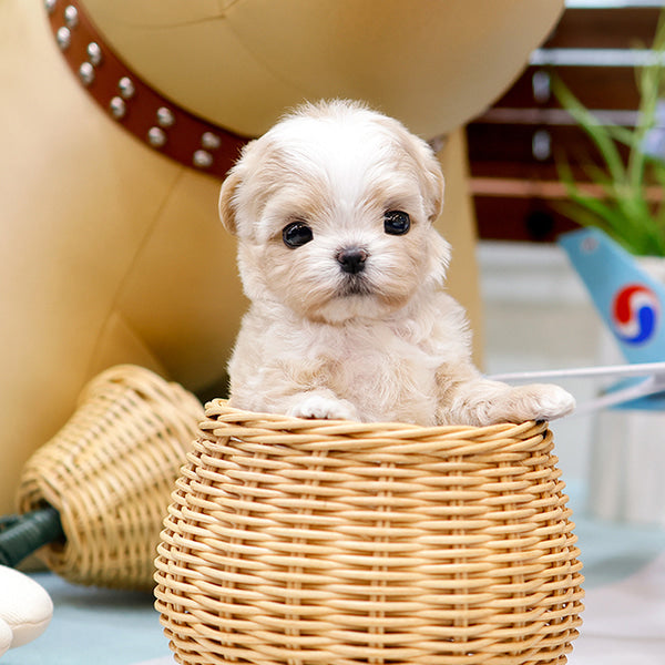 Maltipoo - Songi (Female)