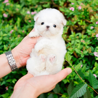 Maltese - Jjongtteok (Male)