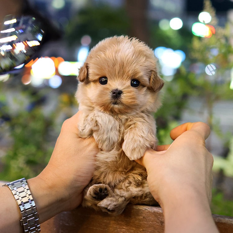 Maltipoo - Ttallang (Male)