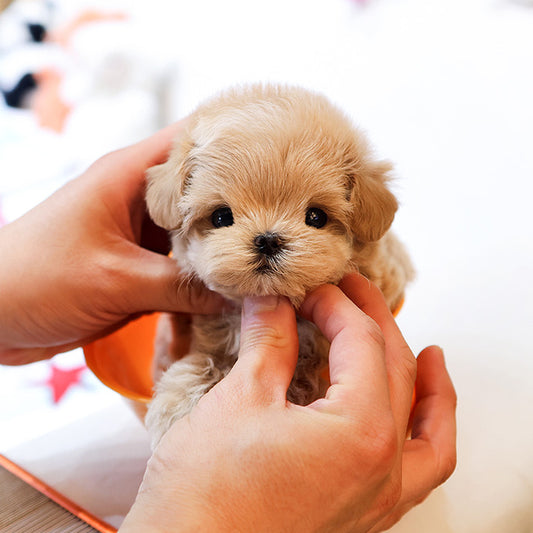 Maltipoo - Poyu (Male)