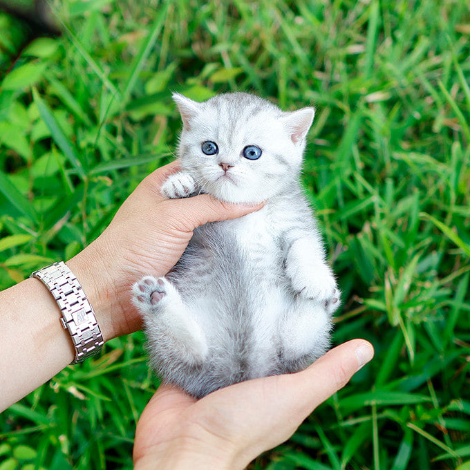 Munchkin - Mandaeng (Female)
