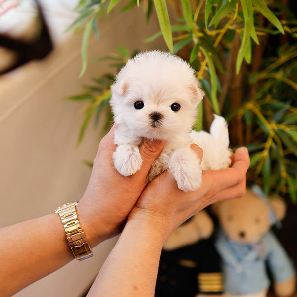 Maltese - Chocho (Female)