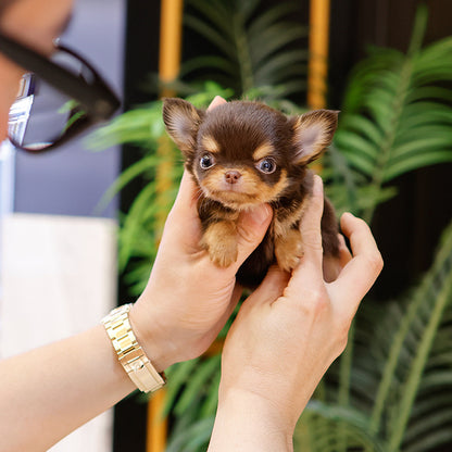 Chihuahua - Chyopa (Male)