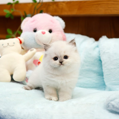Ragdoll - Mimi (Female)