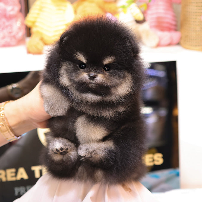 Pomeranian - Tori (Female)
