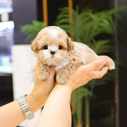 Maltipoo - Kkuma (Male)