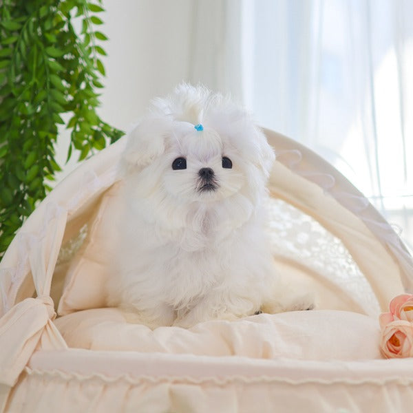 Maltese - Bono (Male)