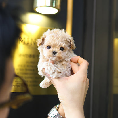 Maltipoo - Mippo (Female)