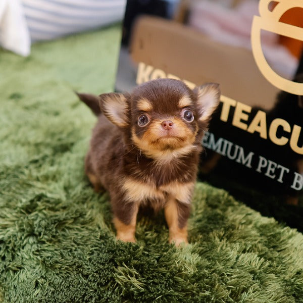 Chihuahua - Chyopa (Male)