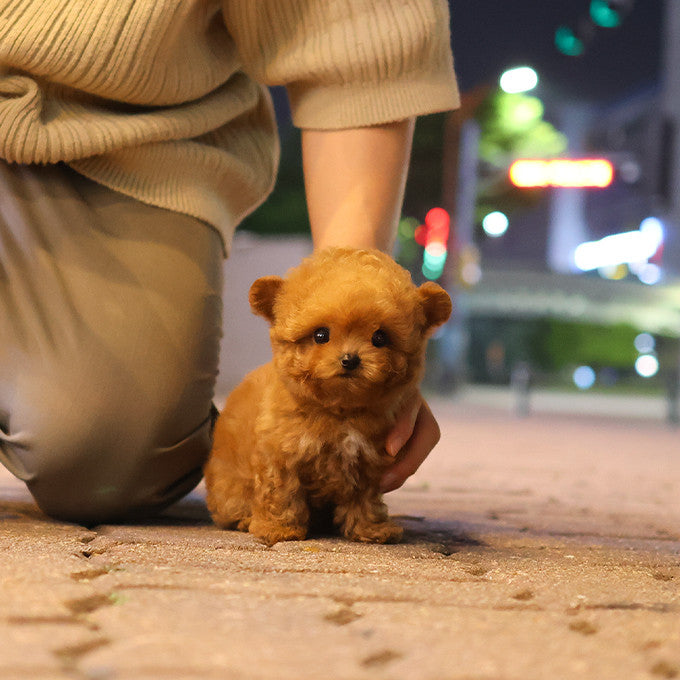 Poodle - Aro (Female)