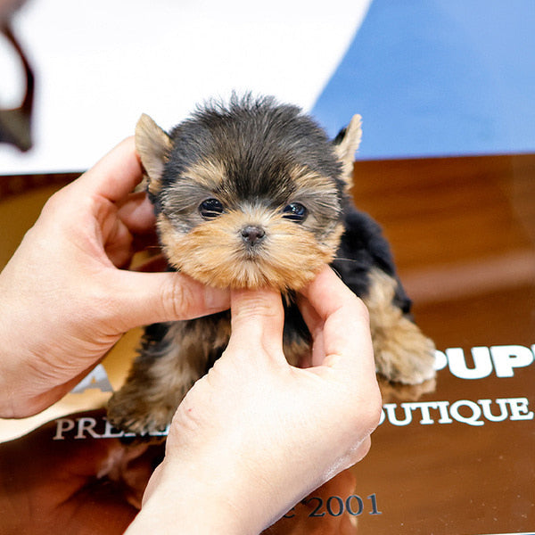 Yorkshire Terrier - Boka (Female)