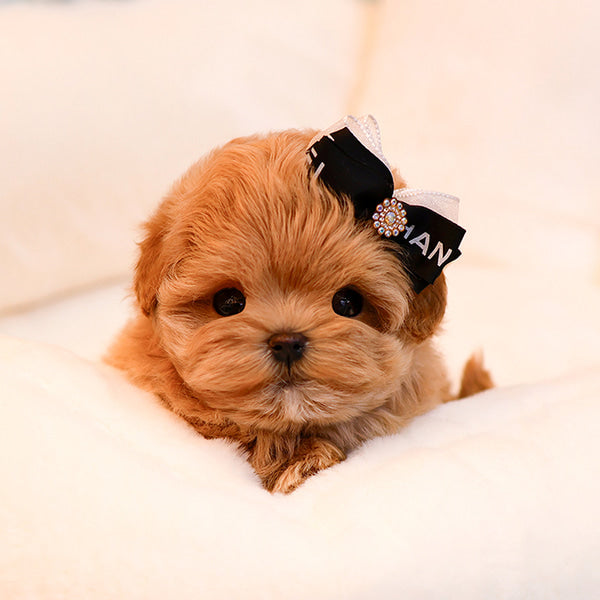 Maltipoo - Bien (Male)