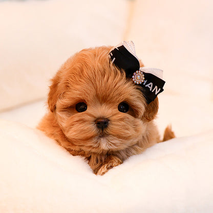 Maltipoo - Bien (Male)
