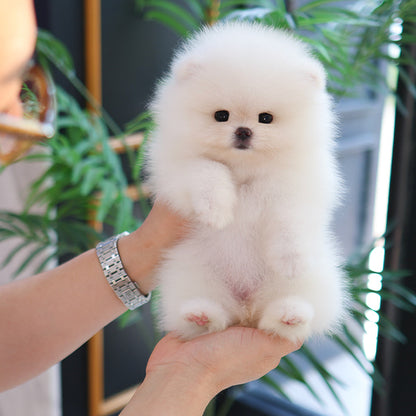 Pomeranian - Bona (Female)