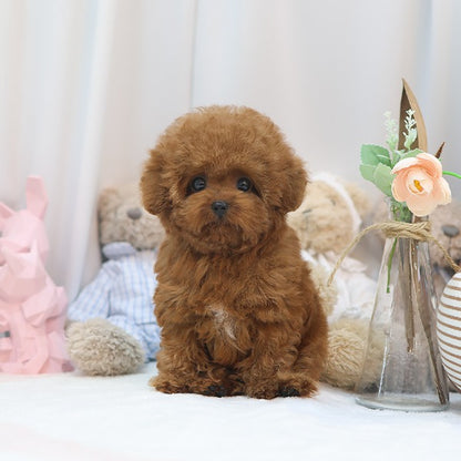 Poodle - Kungji (Male)