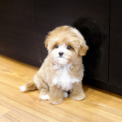 Maltipoo - Beoteo (Female)