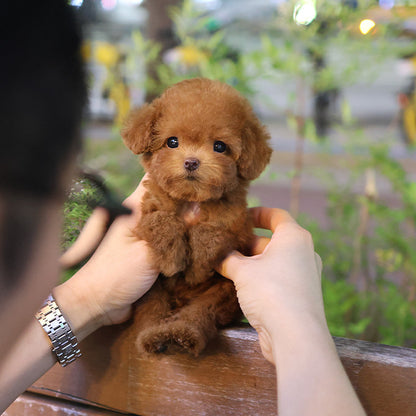 Poodle - Hobbang (Female)