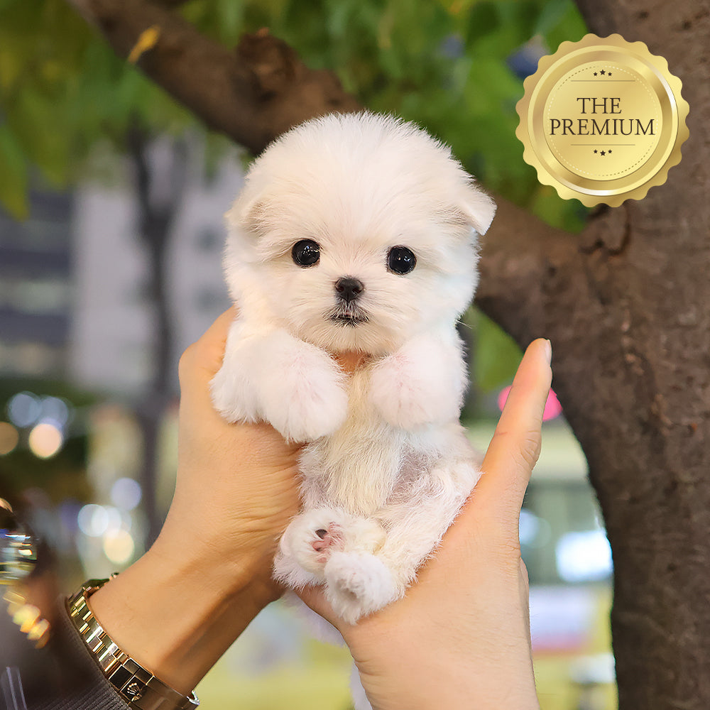 Maltese - Seoul (Female) $3000