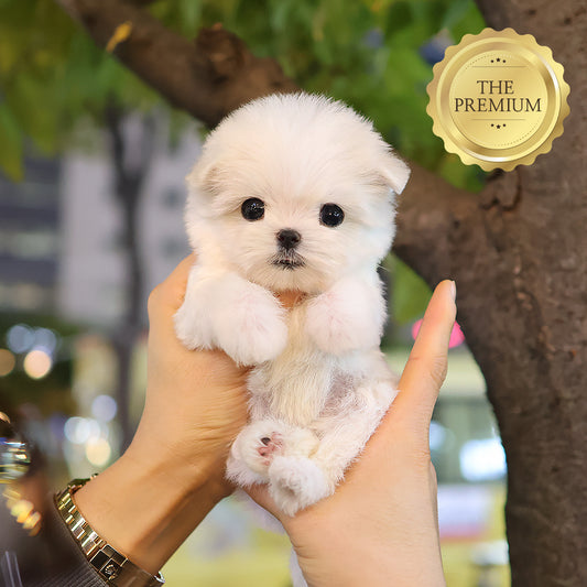 Maltese - Seoul (Female) $3000
