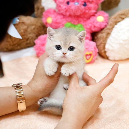British Shorthair - Moreu (Female)