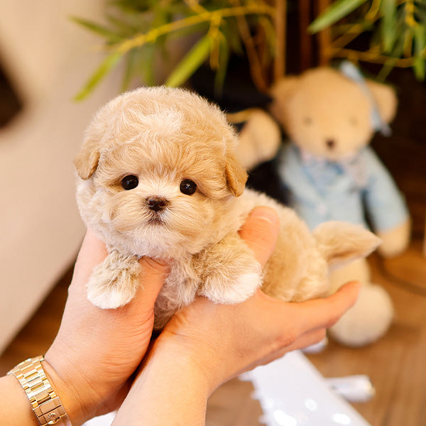 Maltipoo - Wipung (Female)