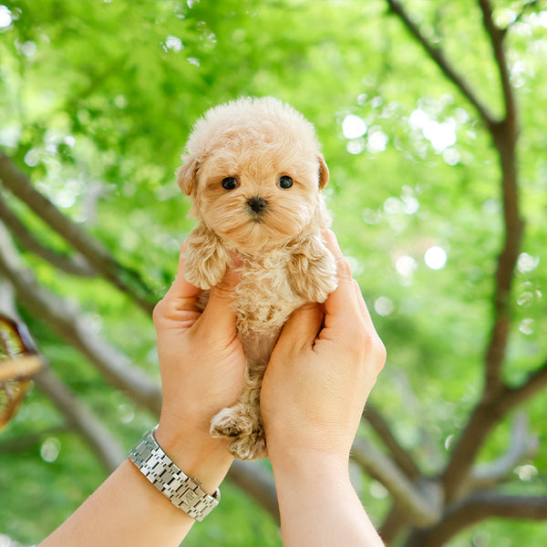 Maltipoo - Mallang (Female)