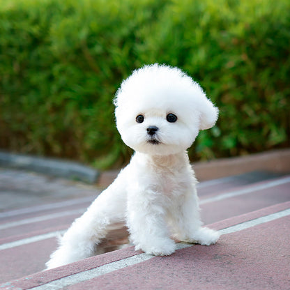 Bichon Frise - Mato (Male)