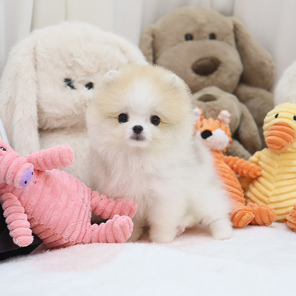 Pomeranian - Woky (Male)