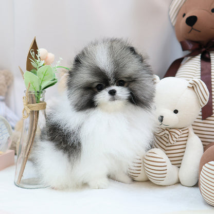 Pomeranian - Smile (Female)