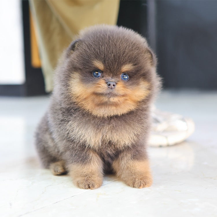 Pomeranian - Ddona (Male)