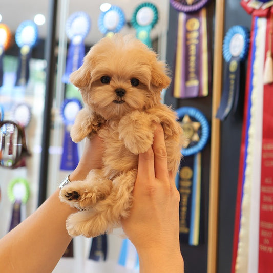 Maltipoo - Ruka (Female)