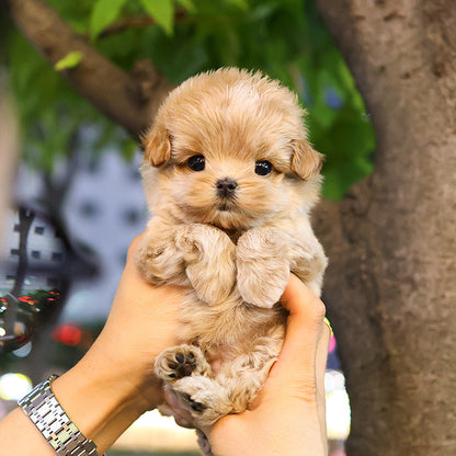 Maltipoo - Ttallang (Male)