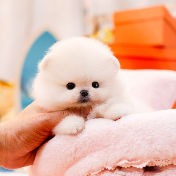 Pomeranian - Mamel (Female)