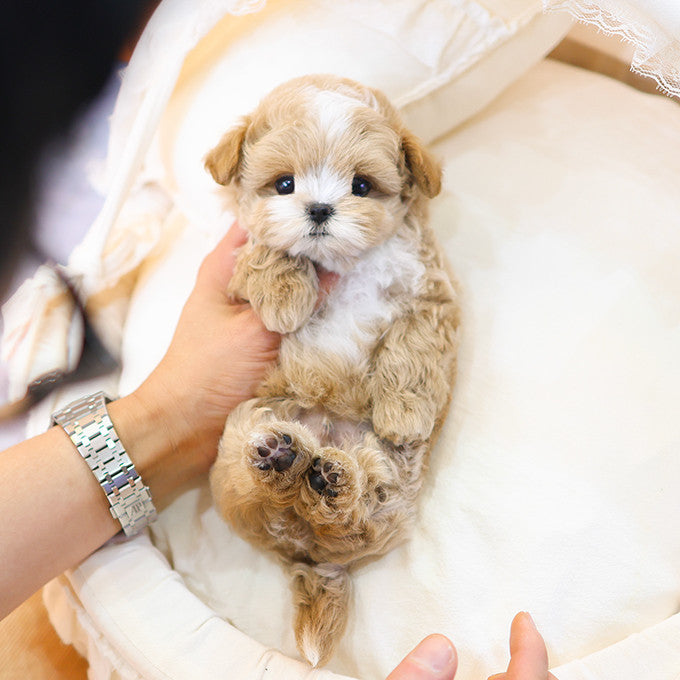 Maltipoo - Kkuma (Male)