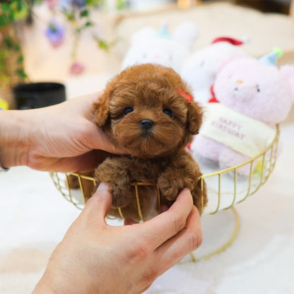 Poodle - Soy (Female)