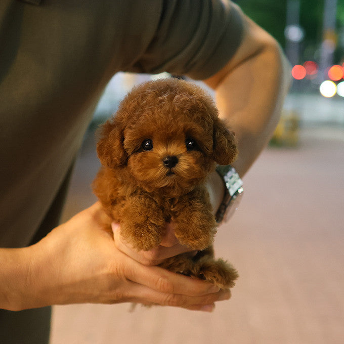 Poodle - Roy (Female)