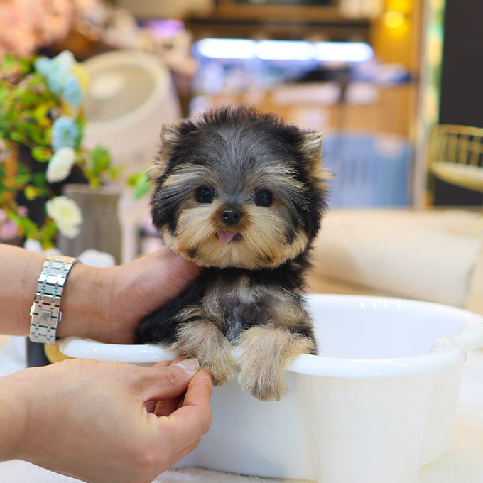Yorkshire Terrier - Kkingkkang (Male)