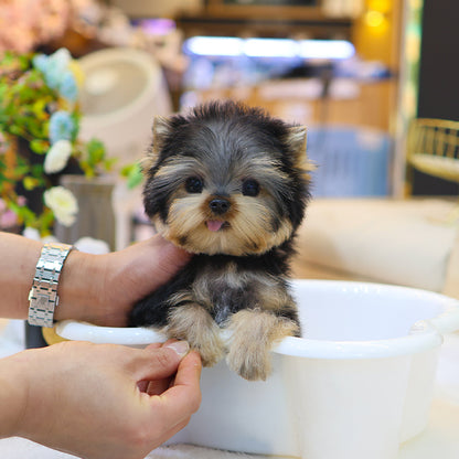 Yorkshire Terrier - Kkingkkang (Male)