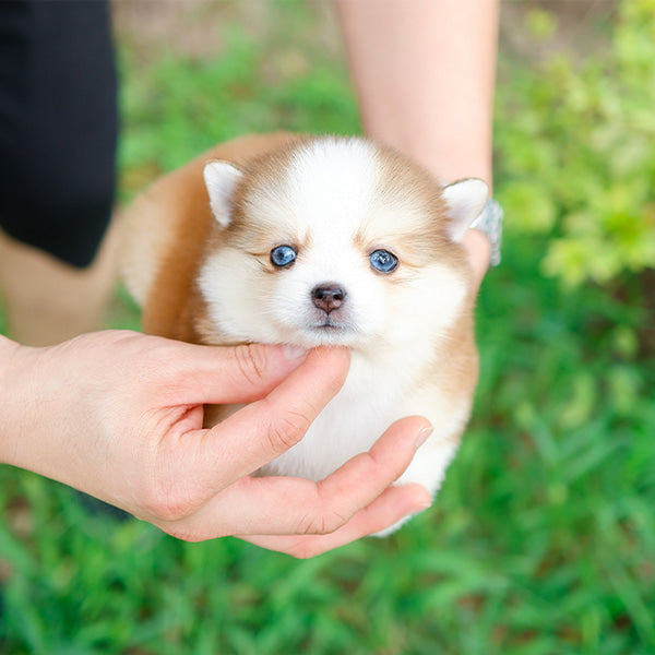 Pomsky - Pogeun (Female)