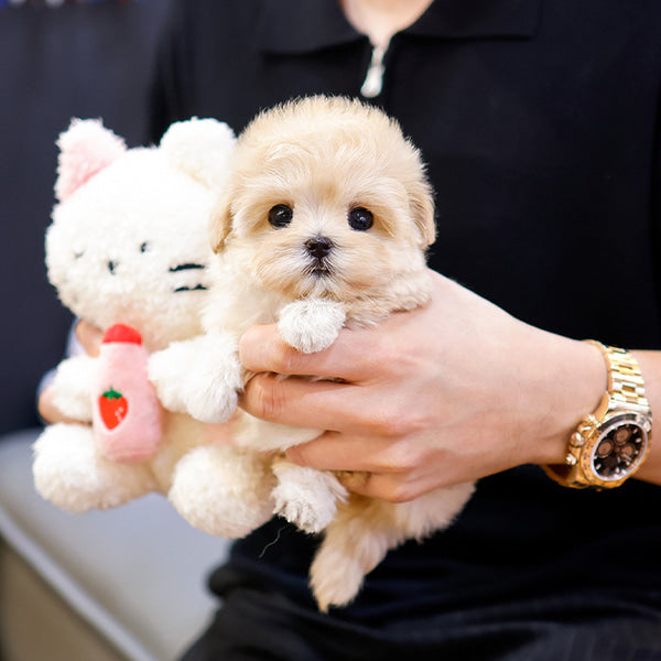 Maltipoo - Jiji (Female)